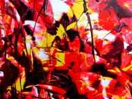 Detailaufnahme Modernes Acrylgemälde abstrakt rot gelb weiß